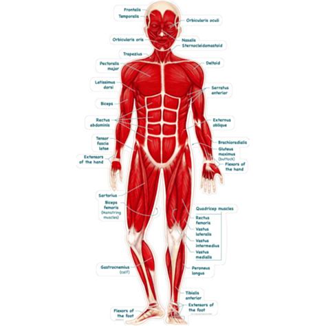Muscles In The Body Diagram For Kids 21 Muscular System Facts For