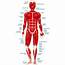 Muscles In The Body Diagram For Kids  How Many Are