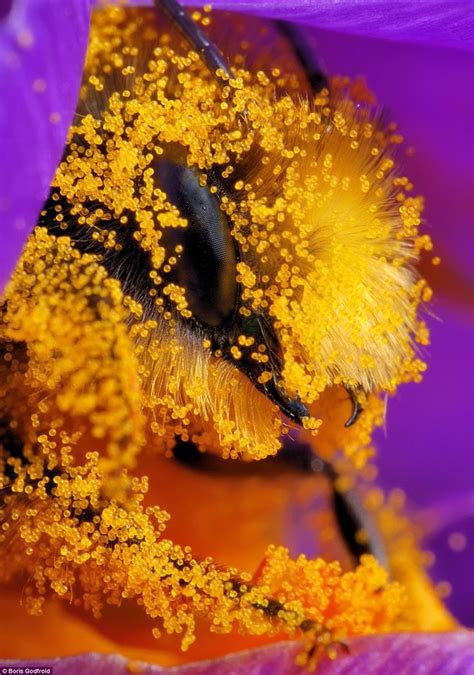 A Bugs Life Bee Pictured Covered In Nectar As He Tucks Into Flowers