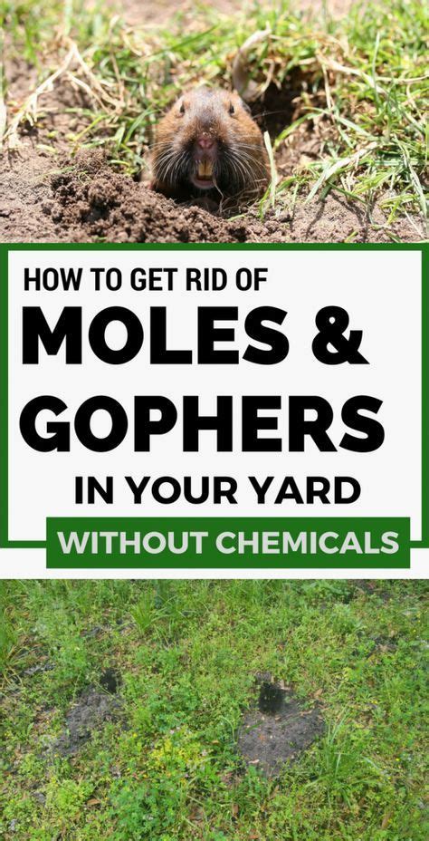 Learn How To Get Rid Of Moles And Gophers In Your Yard Without
