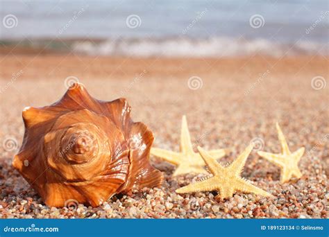 Sea Shells And Starfish On The Beach Sandy Beach With Waves Summer