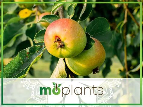 Grafted Fruit Trees A How To Step By Step Guide Mo Plants