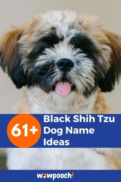 61 Best Black Shih Tzu Dog Name Ideas Wowpooch
