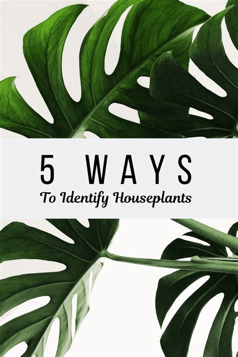 5 Ways To Identify Houseplants