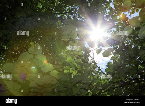 Green Leaf Sun Stock Photo Alamy