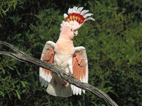 Hd Animals White Parrot Bird