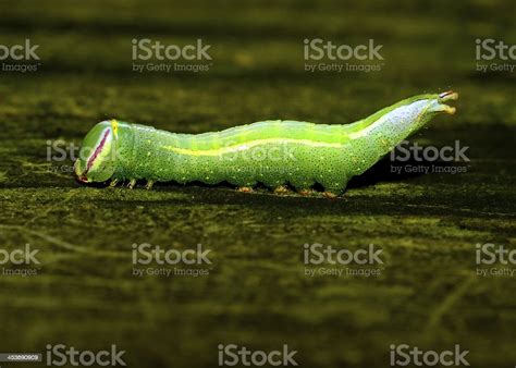 Saddled Prominent Caterpillar Stock Photo Download Image Now Animal