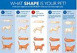 To start, please select your pet type: How can I measure the weight of my cat? - Pets Stack Exchange