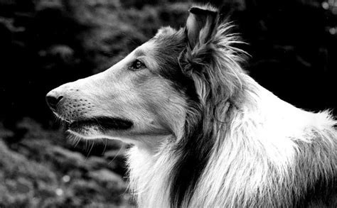 The Most Famous Farm Dog Lassie Modern Farmer