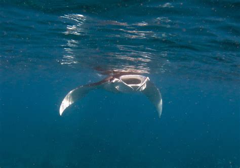Swimming With Manta Rays Dive In Australia