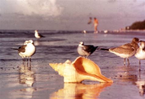 Florida Memory Seagulls And Conch Shell On The Beach At