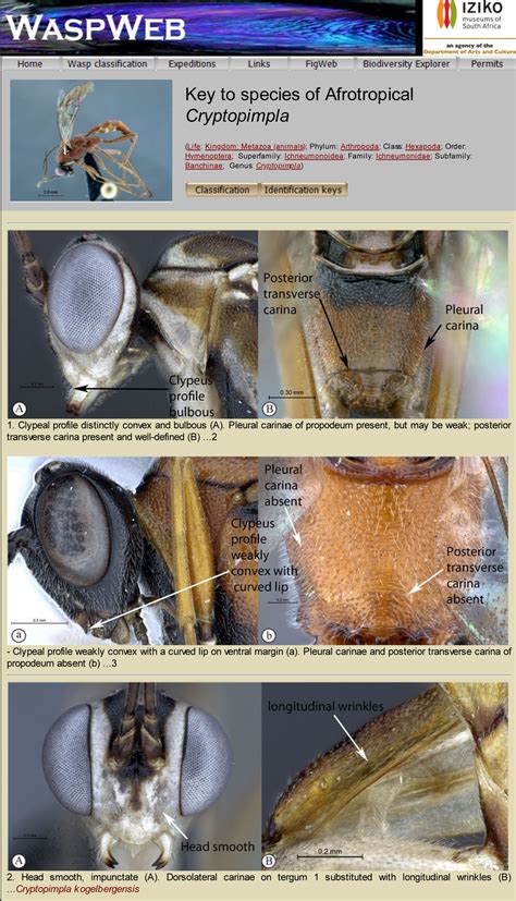 Banchinae Identification Keys Waspweb