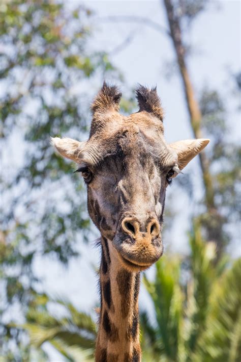 Giraffe San Diego Zoo California Kkachi95 Flickr