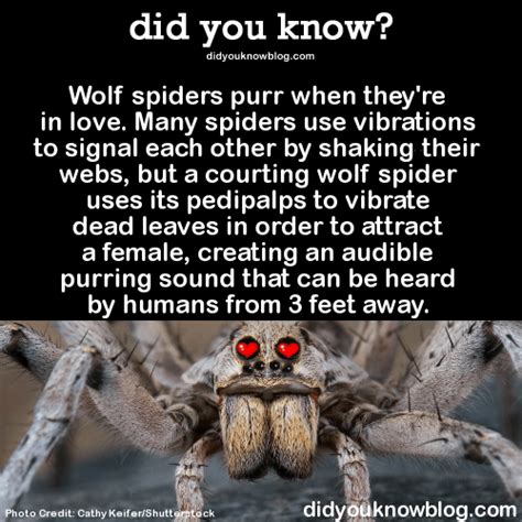 These Hilarious Tarantulas Prove That Spiders Arent Scary