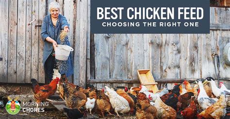 If you would like for the feed you purchase to include this, be certain. 7 Best Chicken Feed for Laying Hens (Natural, Organic, and ...