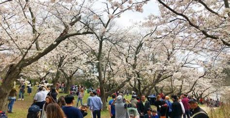 Everything You Need To Know About The Cherry Blossom Trees