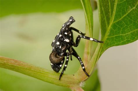 Proactive biocontrol of Spotted Lanternfly - CABI.org
