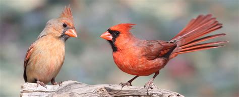 Cardinal Pics And Tips Wild About Birds