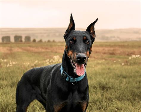 Doberman Pinscher Dog Breed Information And Characteristics Zoonerdy
