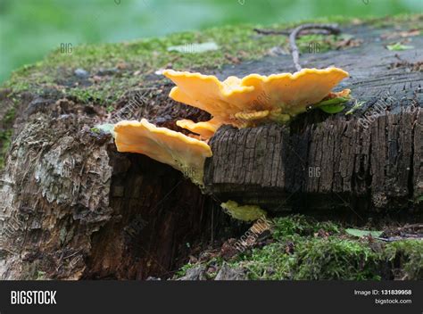 Chicken Woods Image And Photo Free Trial Bigstock