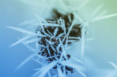 Winter Scenery Fine Ice Crystals Stock Photo Image Of Plants