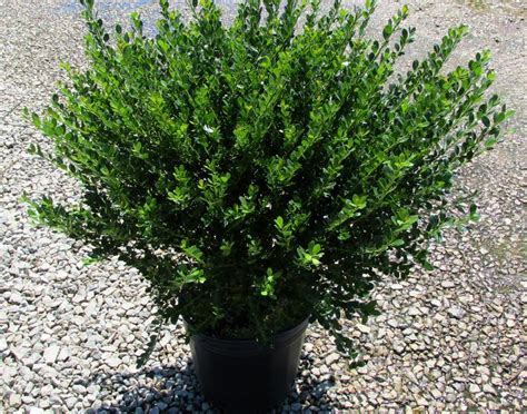 Compact japanese holly (compacta) is a great choice for hedge & foundation planting. Green Valley Farms | Holly Compacta