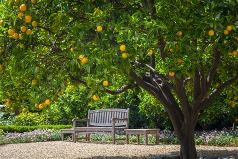 24 Delicious Backyard Fruit Tree Ideas