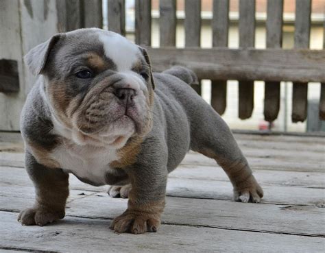 Blue Old English Bulldog Puppies Picture