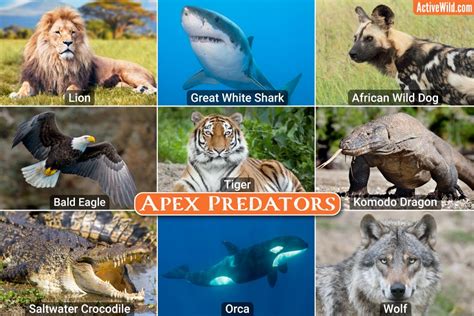 Predation Between Animals