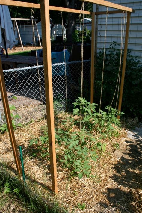 Growing Tomatoes On A Trellis System Stacking Functions Garden