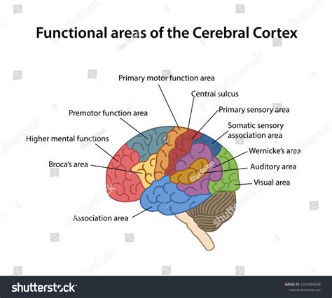 Functional Areas Cerebral Cortex Labeled Lateral Stockvector