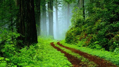 Path In Misty Forest