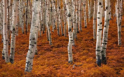 1920x1080px 1080p Free Download Birch Forest In Autumn Beauty Birch