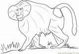 Baboon Coloring Hamadryas Getcolorings Coloringpages101 sketch template
