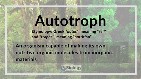Autotroph - Definition and Examples - Biology Online ...