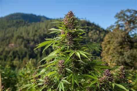 Purple Princess Cannabis Strain Review Industrial Hemp Farms