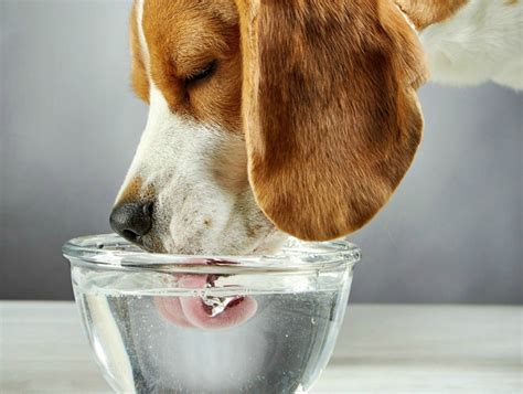 A mother dog's milk is specifically designed to have all the nutrients that puppies need to grow into healthy older dogs. Dog Coughs After Drinking? | ThriftyFun