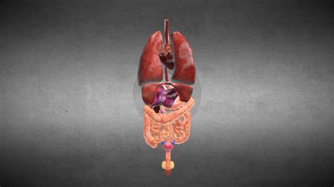 Human Male Internal Organs Anatomy Buy Royalty Free 3d Model By
