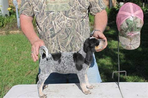 And just in time for valentine's day!!! View Ad: Bluetick Coonhound Puppy for Sale, Texas, COLLEGE ...
