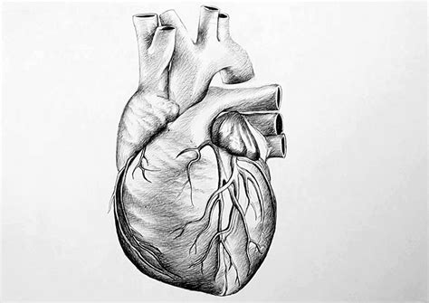 Human Heart Pencil Drawings