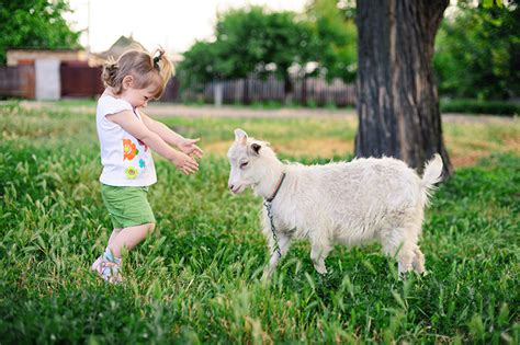 Guests are allowed to enter different aviaries, and offer food, play with birds, and understand their behavior. Find Petting Zoos Near Me