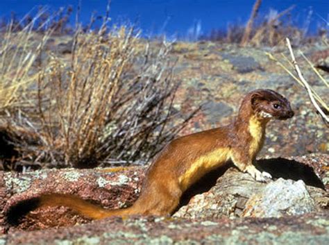 Central Oregon Weasels Skunks And Badgers Think Wild Wildlife