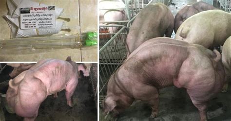 Cambodian Farm Goes Viral After Breeding Mutant Like Pigs That Have
