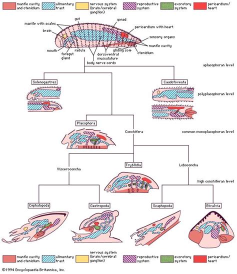 bivalve - The respiratory system | class of mollusks | Britannica.com