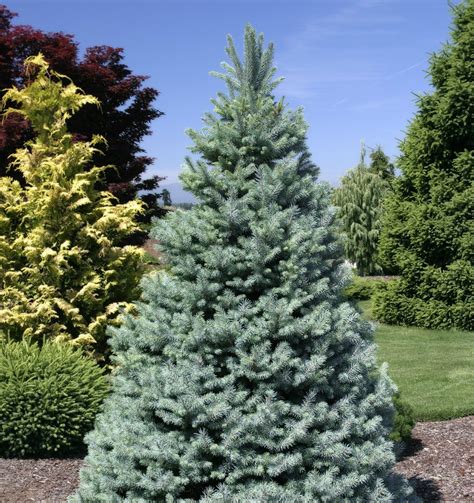 Picea Pungens Sester Dwarf Dwarf Blue Spruce Kigi Nursery