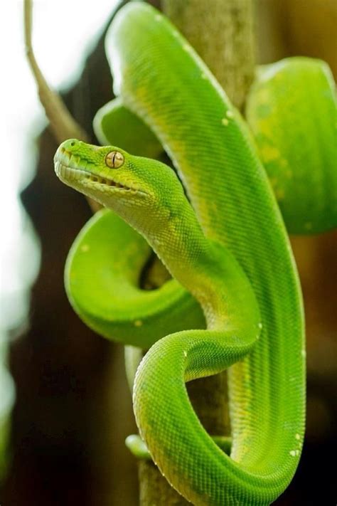 Australian Green Tree Python Green Trees Pretty Snakes Snake