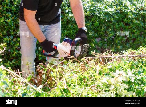 Man Cutting And Trimming Bushes And Hedges Stock Photo Alamy