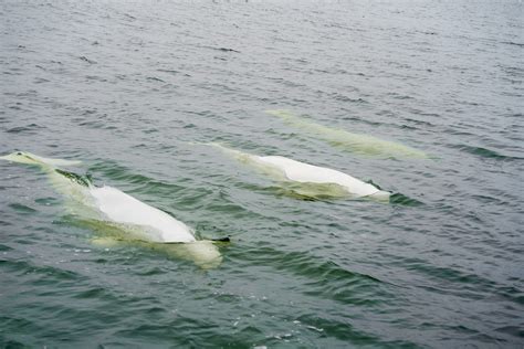 Bonding With Belugas And More Summer Adventures In Churchill Manitoba
