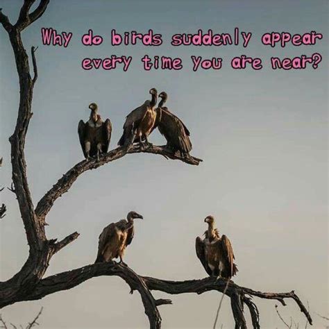 Just like me, they long to be close to you. Pin by Jamie Coffman on Bahahahaha | Why do birds, Animal ...