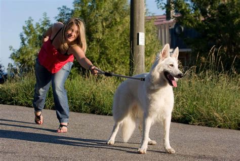 Discover Why Do Dogs Pull On The Leash The Collienois
